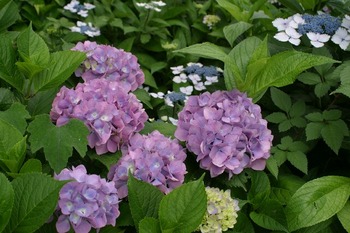 風頭公園の紫陽花.jpg